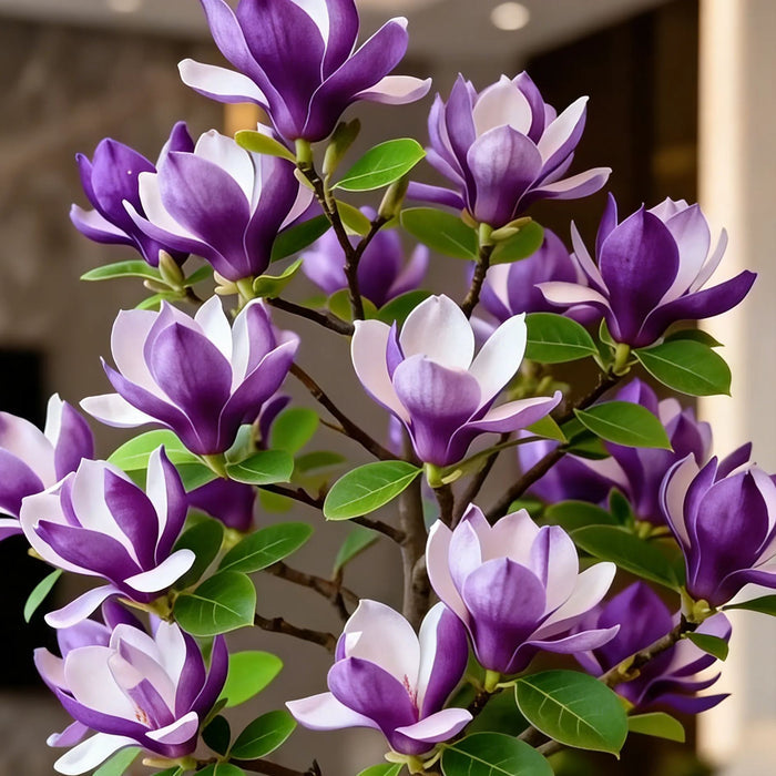 Cibuľky Magnolia liliiflora (fialové orchidey) 🌸 Kvety skrývajú listy, vôňa napĺňa vzduch-SK