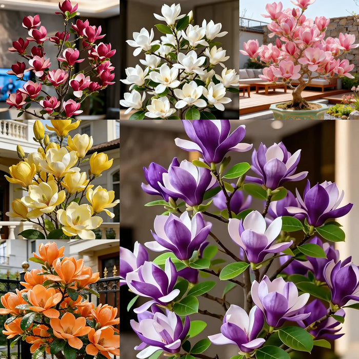 Cibuľky Magnolia liliiflora (fialové orchidey) 🌸 Kvety skrývajú listy, vôňa napĺňa vzduch-SK