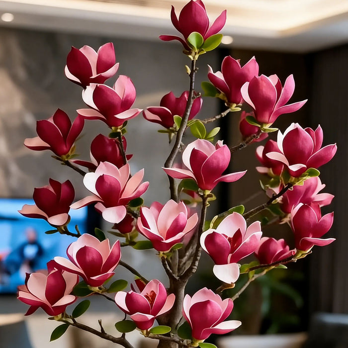 Cibuľky Magnolia liliiflora (fialové orchidey) 🌸 Kvety skrývajú listy, vôňa napĺňa vzduch-SK