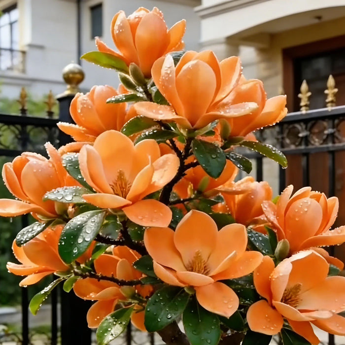 Cibuľky Magnolia liliiflora (fialové orchidey) 🌸 Kvety skrývajú listy, vôňa napĺňa vzduch-SK