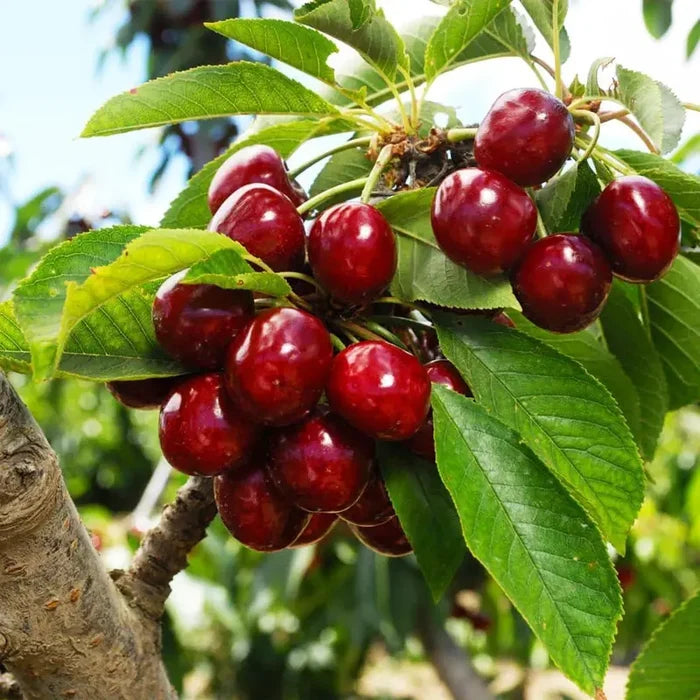 🌱Daugiametė vyšnia🌱Lengva sodinti, puikiai tinka bet kokiai erdvei! | PASKUTINĖ AKCIJOS DIENA - 25 % NUOLAIDA🔥-LT