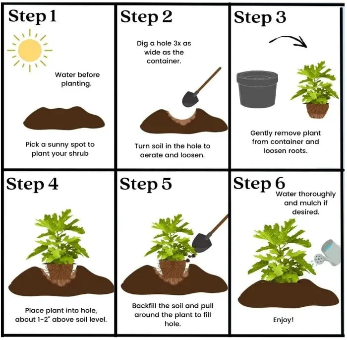 🌱Daugiametė vyšnia🌱Lengva sodinti, puikiai tinka bet kokiai erdvei! | PASKUTINĖ AKCIJOS DIENA - 25 % NUOLAIDA🔥-LT