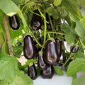 Eggplant Black Stallion F1 Seed