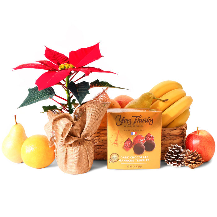 Fruity Poinsettia and Chocolates - UK - TCS Sentiments Express