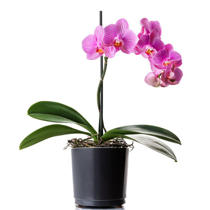 Pink Orchid Serenity - TCS Sentiments Express