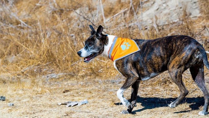 Reflective Dog Bandana Hi-Vis L Size 23 in Neck Orange