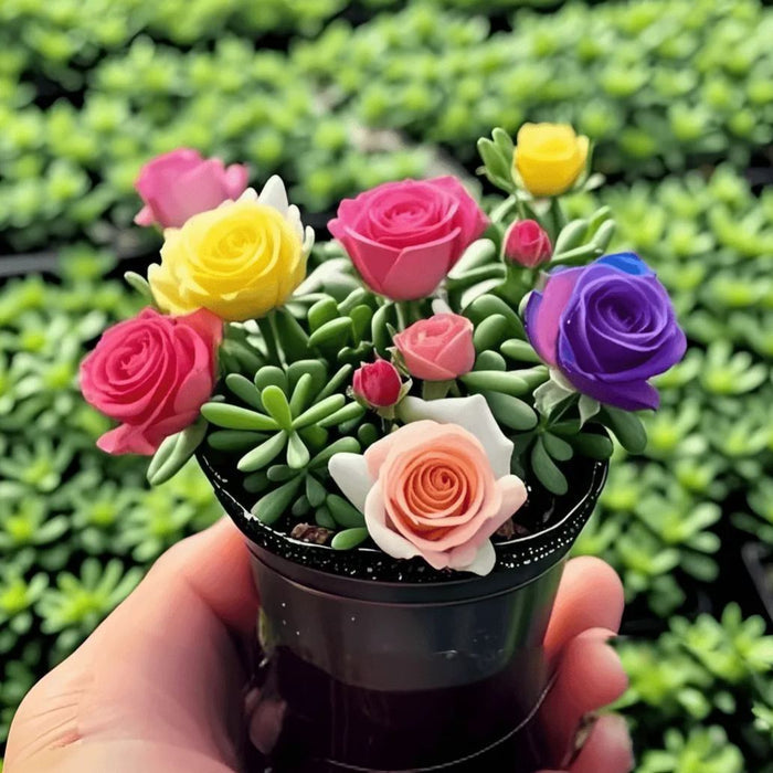 Semillas de orquídea rosa de doble flor: resistentes al frío y fragantes-ES