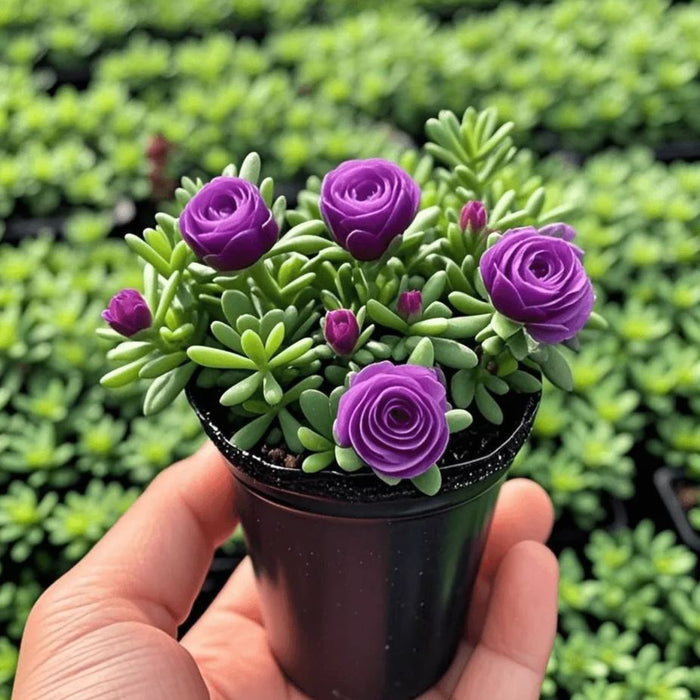Semillas de orquídea rosa de doble flor: resistentes al frío y fragantes-ES