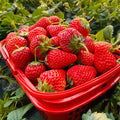 Sladké jahodové semienka s krémom z krajiny snov🍓-SK
