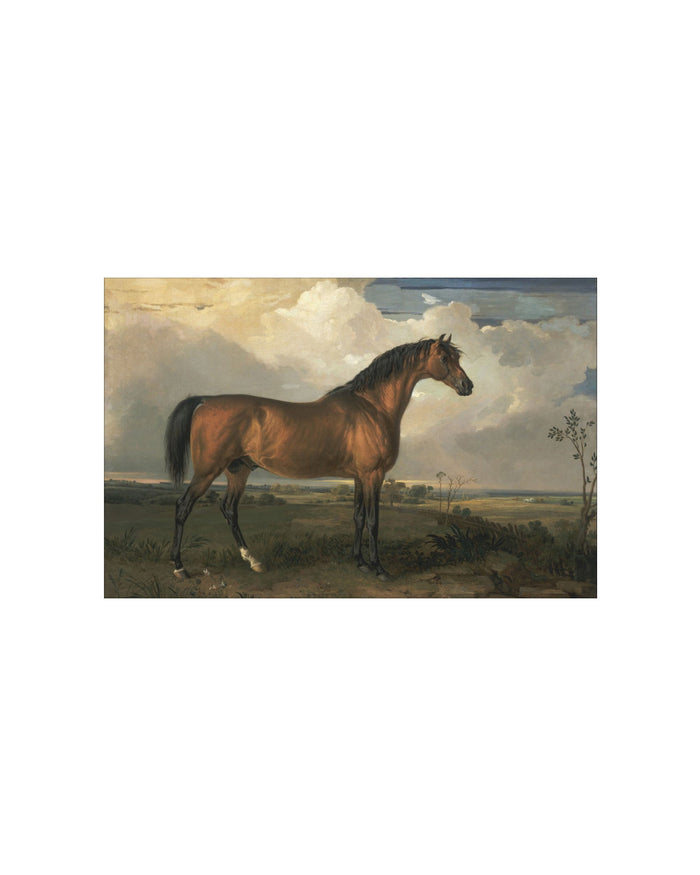 Stallion Art Print by Splendus