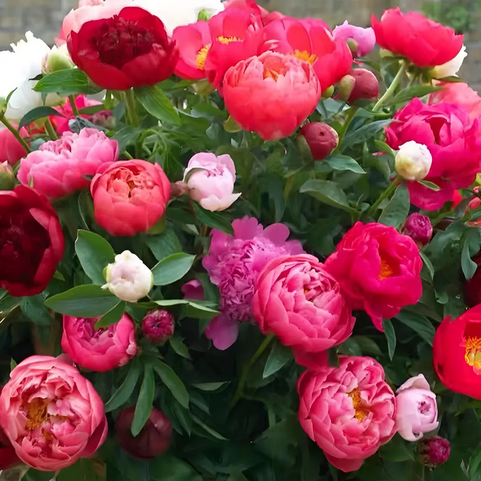 🌸 Vzpenjajoča se potonika, trajnica, odporna proti zmrzali, za notranjo in zunanjo lepoto-SI