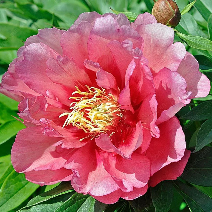 🌸 Vzpenjajoča se potonika, trajnica, odporna proti zmrzali, za notranjo in zunanjo lepoto-SI